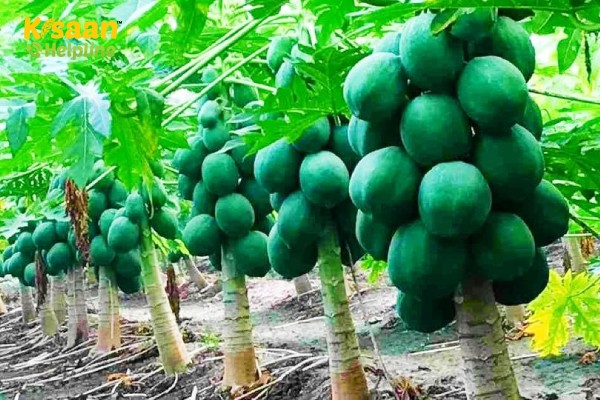 पपीता से पापेन निकालकर करें अच्छी कमाई आइये जानते है की पपेन क्या है एवम इसे कैसे तैयार करते है?